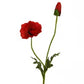 Mohn