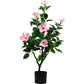 Hibiskus Zierbaum