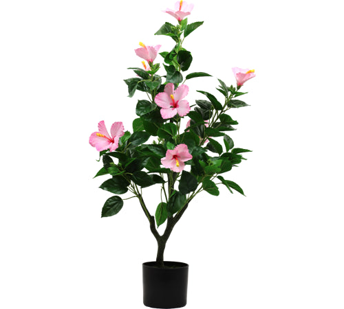 Hibiskus Zierbaum