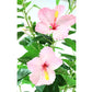 Hibiskus Zierbaum