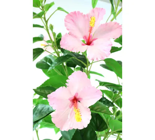 Hibiskus Zierbaum