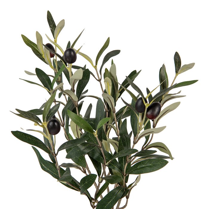 Olivenbaum im Topf
