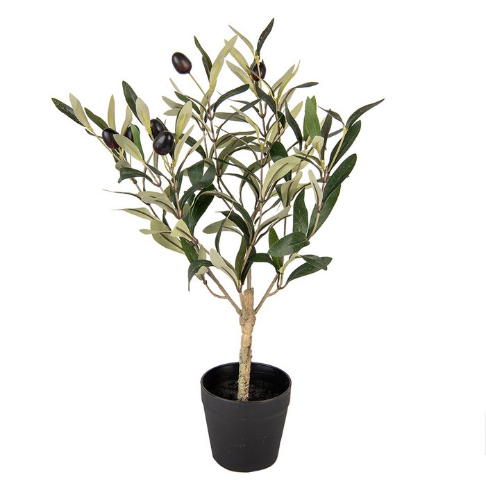 Olivenbaum im Topf