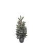 potted fir tree