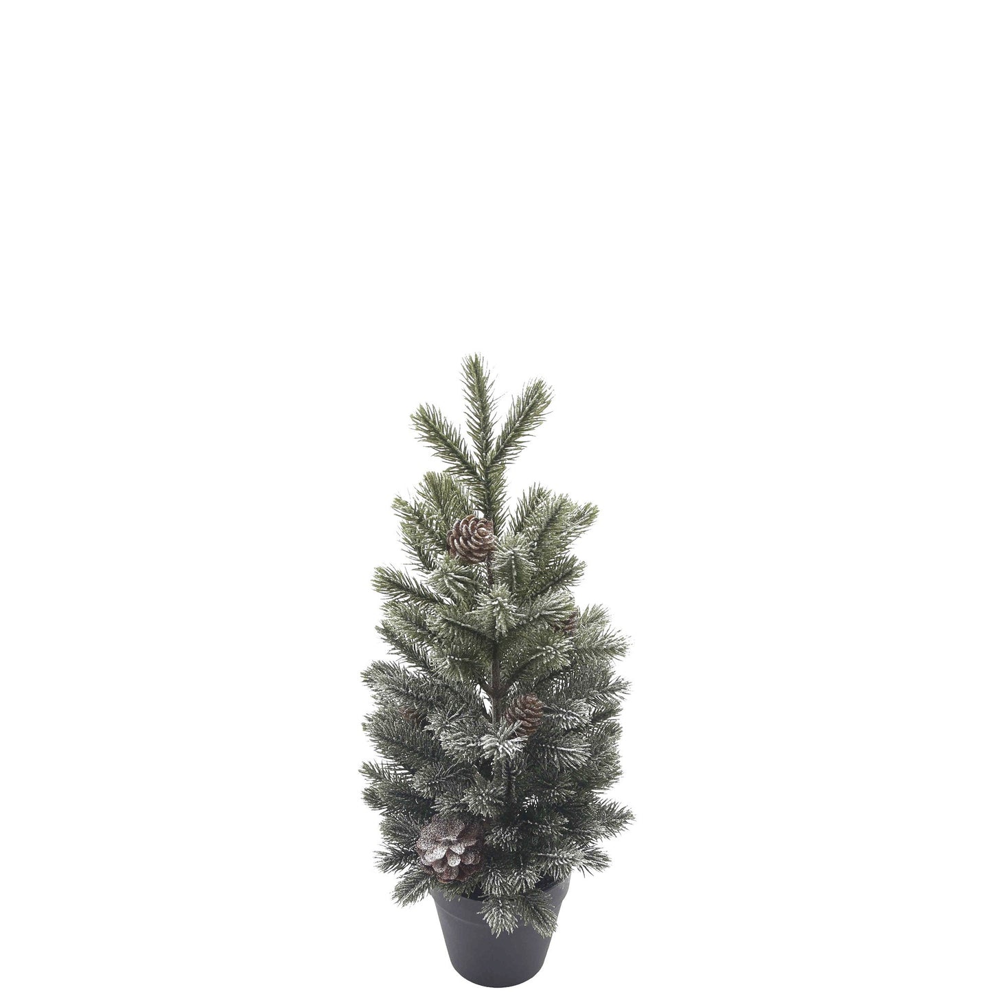 potted fir tree