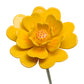 Mädchen mit Studentenblume